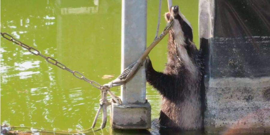 Ein Dachs hat sich in einem Wasserspeicher auf einem Firmengelände in Petingen (LUX) in einem Kabel festgebissen.