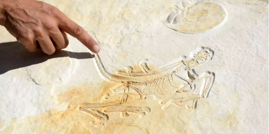 Geologe und Eigentümer Raimund Albersdörfer zeigt im Dinosaurier-Freilichtmuseum in Denkendorf (D) den Abdruck eines rund 153 Millionen Jahre alten Urvogels Archaeopteryx.