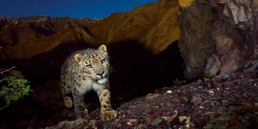 Eine Kamerafalle erwischt einen gefährdeten Schneeleoparden (Panthera uncia) im Hemis National Park, Indien.