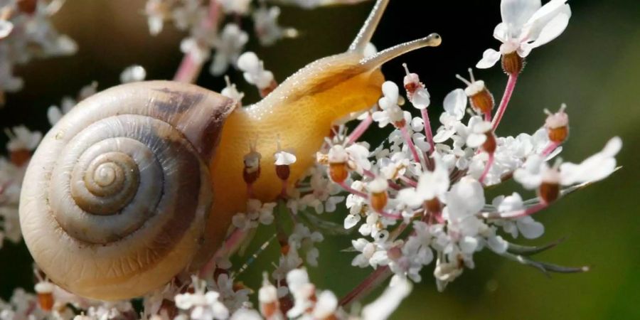 Schnecken sind ein Wundermittel der Natur, dessen exakte Wirkungsweisen jedoch noch nicht erforscht sind.