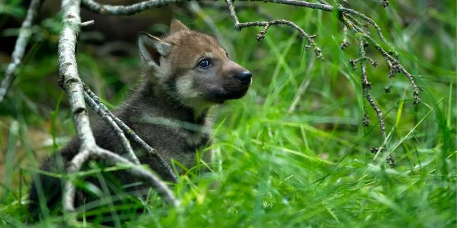 Wölfe werden in der Wildnis im Schnitt fünf bis sechs Jahre alt.