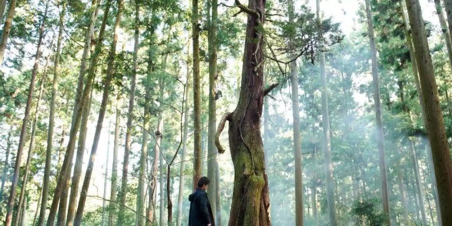 Tomo (Masatoshi Nagase) ist ein Einsiedler, auf den die Journalistin Jeanne trifft. Foto: -/Neue Visionen