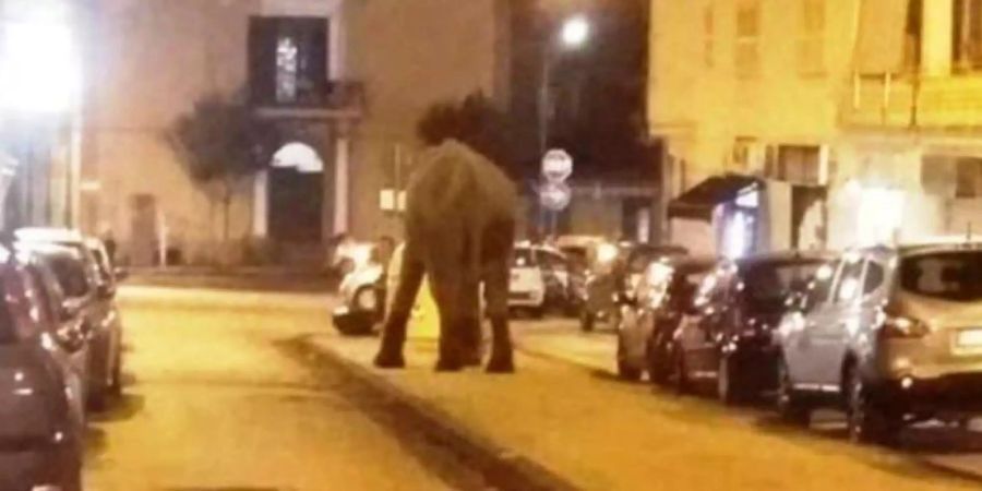 Ein Elefant läuft die Strassen Napolis entlang.
