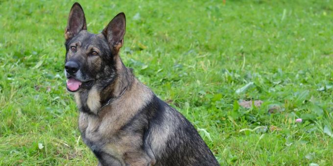 Der Polizeihund Mitch fand den 30-Jährigen. Der Polizeihund Mitch
