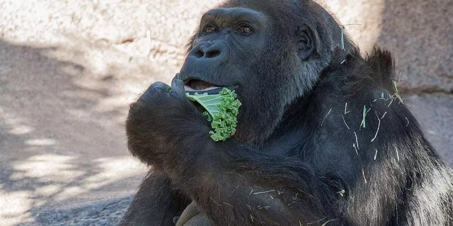 Die 60-jährige Vila ist im Safari-Park San Diego gestorben.