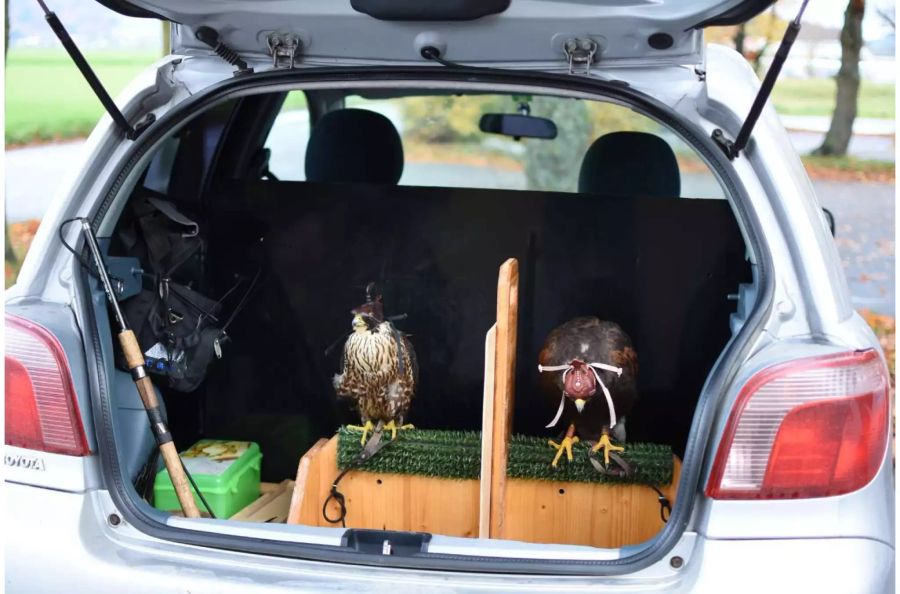 Links sitzt der junge Wanderfalke, rechts ein Harris Hawk.