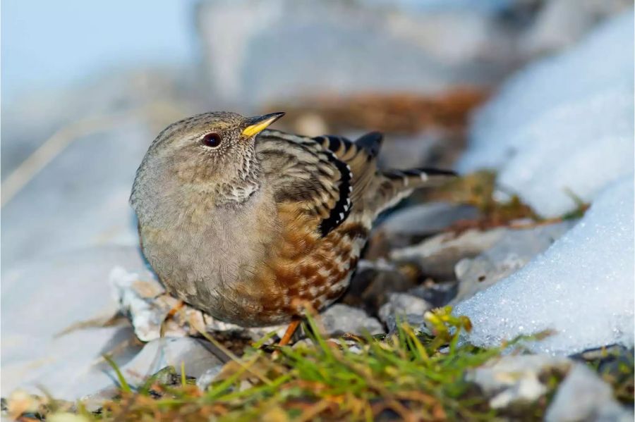 David Lindo veranstaltet sogenannte «Urban Birder Tours», wo er Interessierte mit auf Vogelbeobachtungs-Tour nimmt (wie hier in Slowenien).