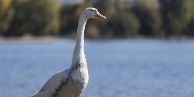 Waldkirch - Landwirtschaftlicher Gewässerschutz