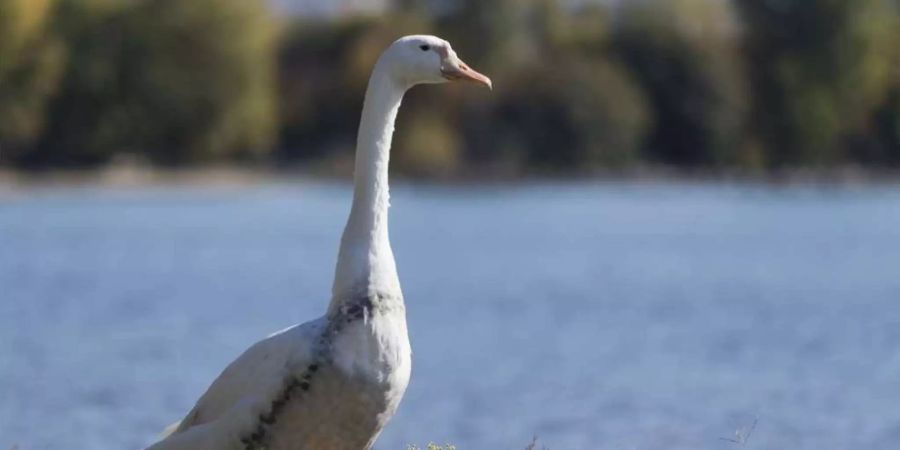 Qualität Wasser Gans Symbolbild