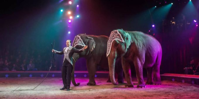Eine Elefantennummer im Circus Knie. circus knie