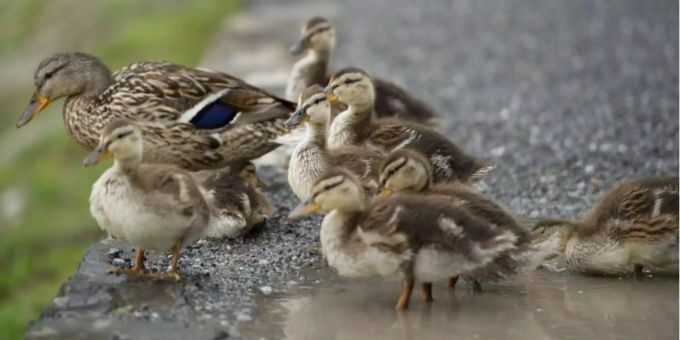 Entenmutter mit Jungen. (Symbolbild) Ente