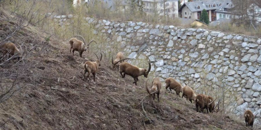 Steinböcke grasen in Pontresina direkt neben dem Dorf.