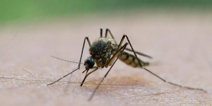 Wegen warmen Temperaturen - Sobald es regnet, kommt die Mückenplage