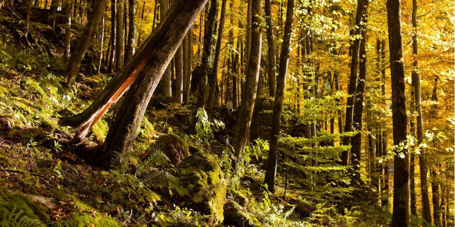 Besonders im Wald bemerkt man den Jahreszeitenwechsel.