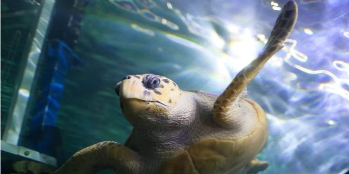 Rund 7000 ausgestopfte Schildkröten soll der Vietnamese illegal gesammelt haben. Rund 7000 ausgestopfte Schildkröten soll der Vietnamese illegal gesammelt haben.