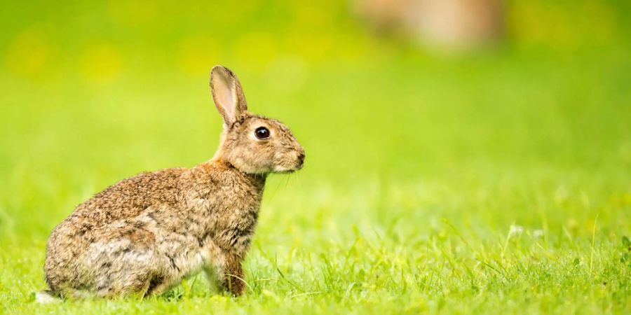 An Ostern blüht den Kaninchen in Neuseeland ein qualvoller Tod.