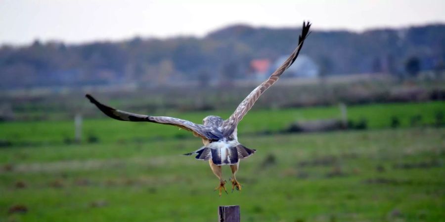 2016 sind 56 Personen an Hasenpest erkrankt.