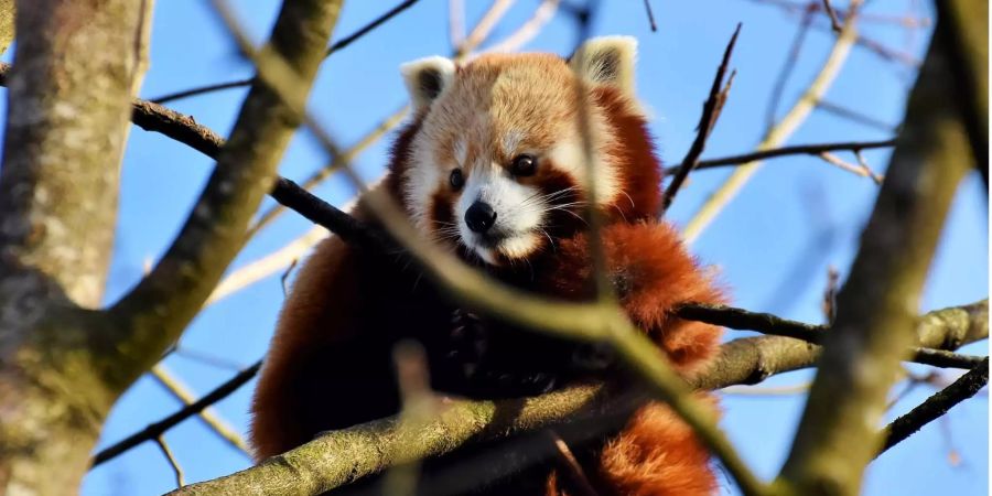 Beim kleinen Panda ist die Saisonalität besonders stark ausgeprägt.