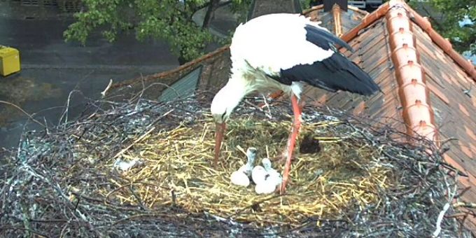 Am Sonntag war's so weit - Babys fürs Berner Storchenpaar