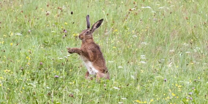 Einst galt der Hase als unreines Tier. Einst galt der Hase als unreines Tier.