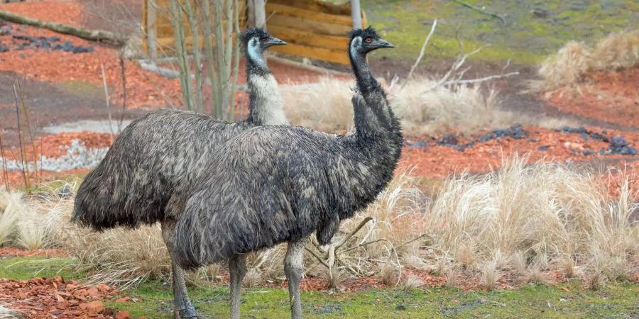 Der Kookaburra teilt sich ein Gehege mit den Emus.