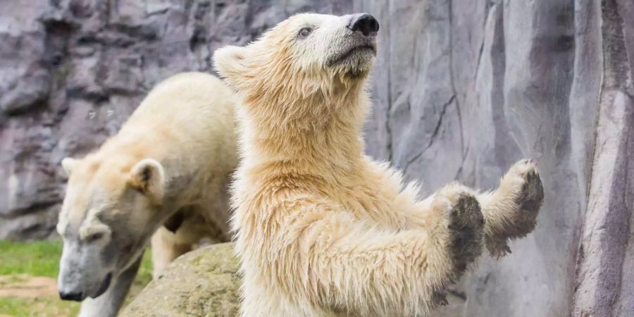 Der vier Monate alte Eisbär schaut frech durch die Glasscheibe zu den Journalisten.