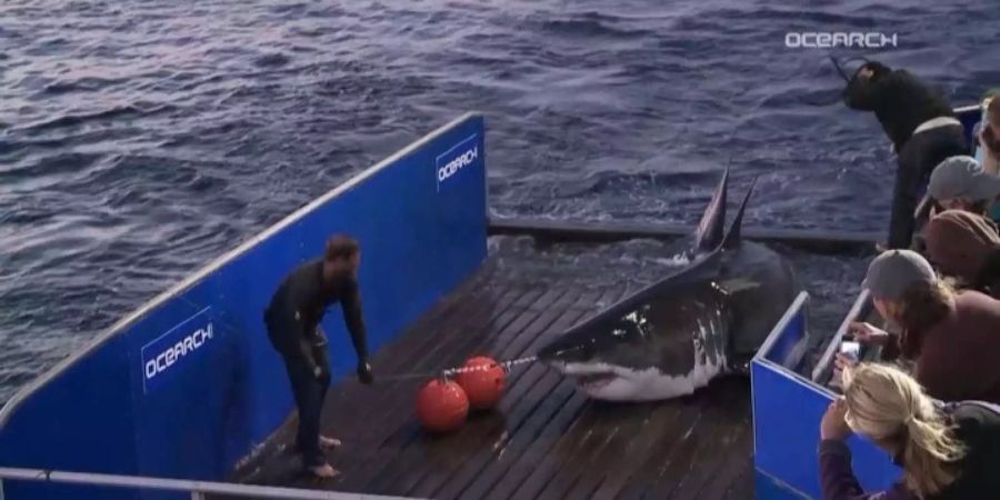 Die Forschungsstation «Ocearch» stattete Mary Lee mit einem Sender aus.