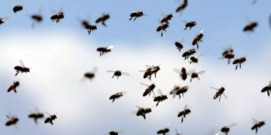 Bienen schwirren durch die Luft.