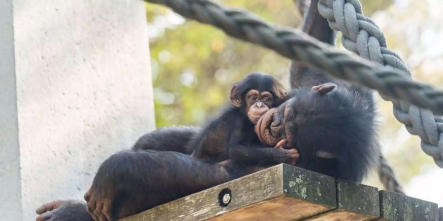 Schimpansenmädchen Ponima klammert sich an sein Mami.