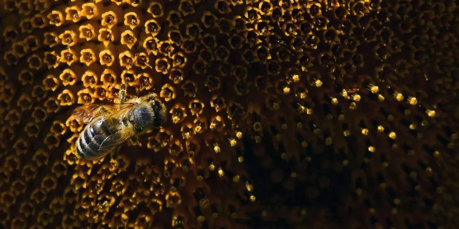 Eine Biene sammelt Pollen auf einer Sonnenblume.