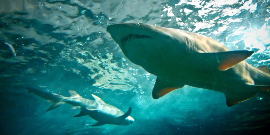 Mehrere Exemplare des grössten heute lebenden Hais – der bis zu fünf Meter lange weisse Hai – schwimmen durch klare Gewässer.