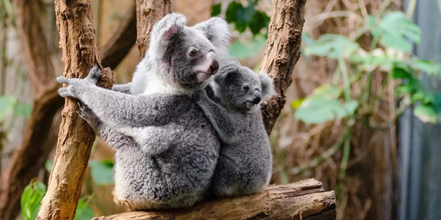 Koala Bären Australien