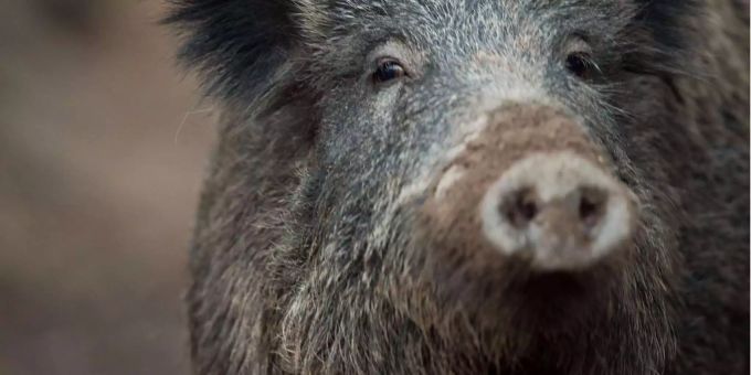«Wildschwein-Guantánamo» - Elgg ZH plant Trainings-Zone für Jagdhunde