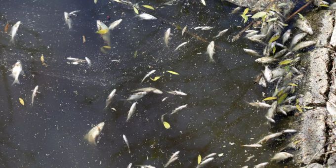 Bennwil - Ursache für Fischsterben ist unbekannt