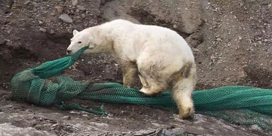 Dieser Eisbär hat sich im Fischernetz verfangen.