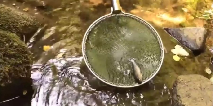 Ein Helfer zieht einen Fisch mit einem Fangnetz aus dem Wasser.