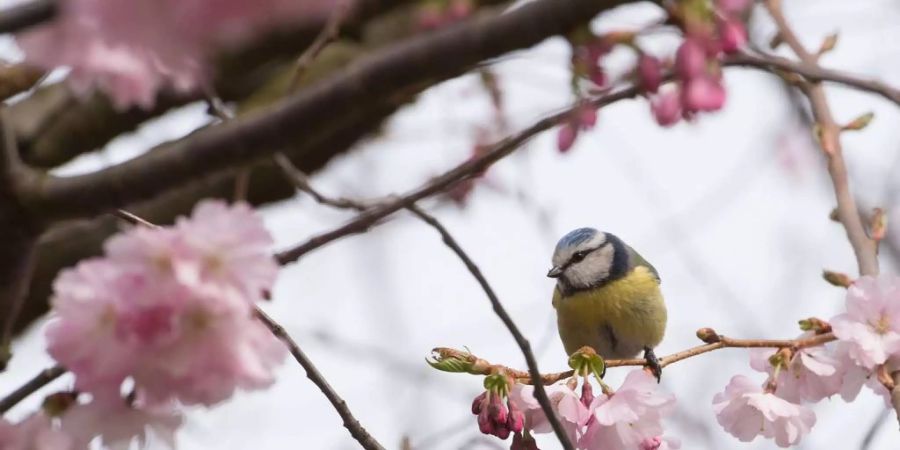 Aktuell haben es besonders Zugvögel schwer.