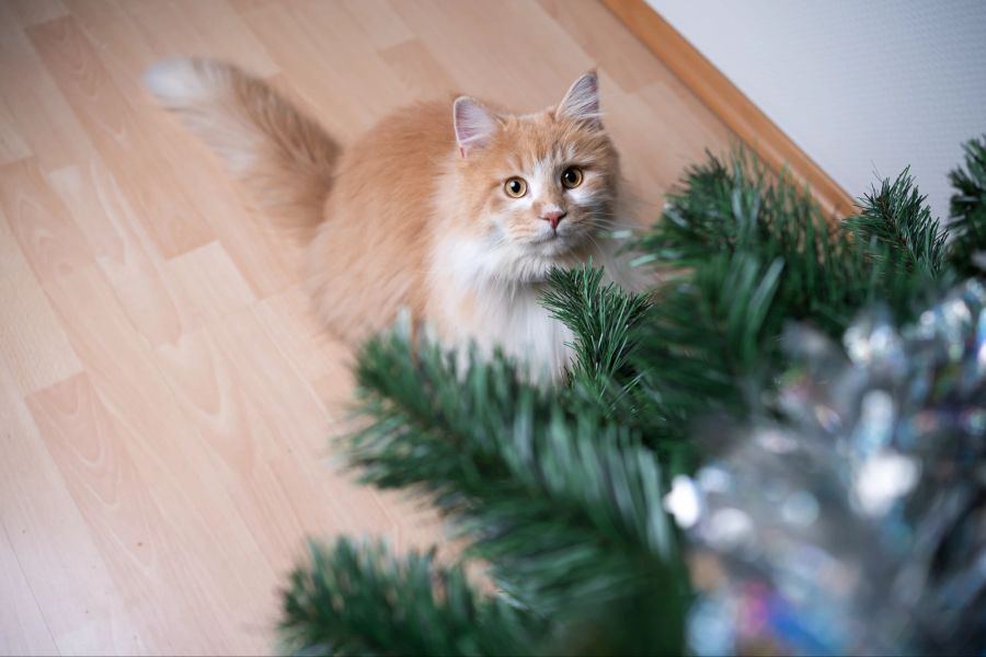 Tannenbaum und Katze