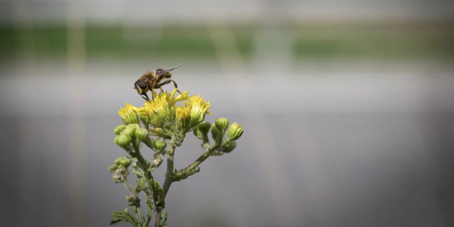 Biodiversitätsinitiative