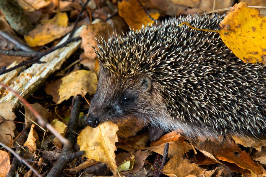 Igel Tierschutz