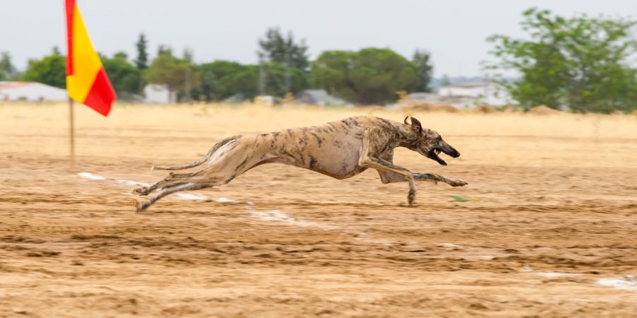 Greyhound rennt