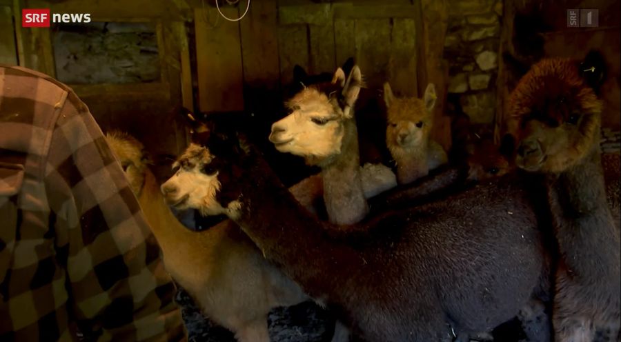 Bei der Wolf-Attacke in Elm GL starben sieben Alpakas.