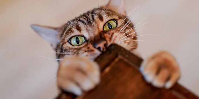 Ein Virus hat sich weiterentwickelt und kann für Katzen tödlich sein (Symbolbild) virus