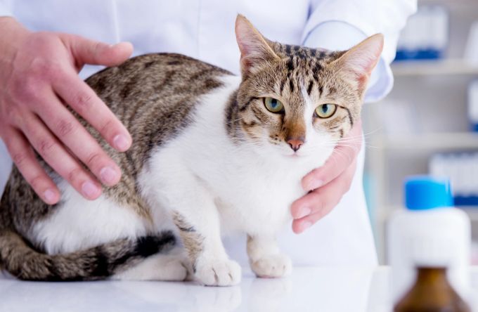 Bei einem Befall mit Ohrmilben ist ein Besuch beim Tierarzt angebracht. Katze, Tierarzt, Ohrmilben