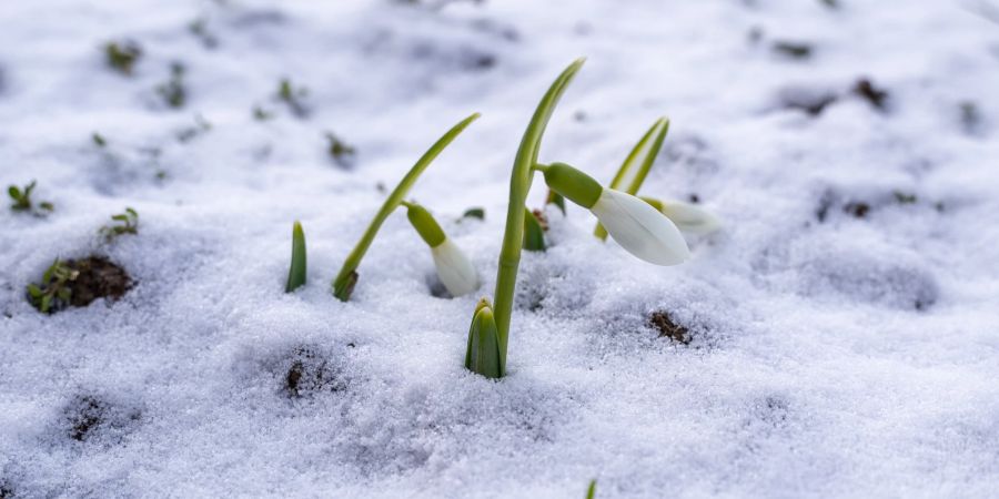 Schneeglöckchen strotzen auch dem Schnee und blühen im Winter.