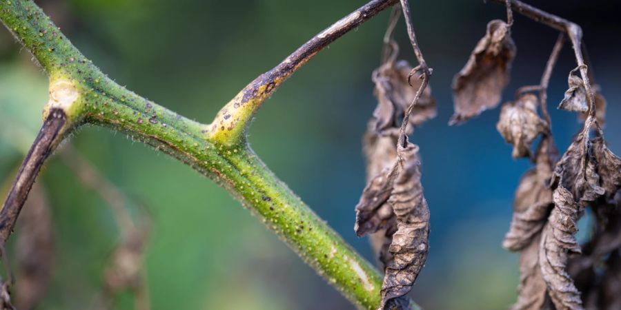 Faule Tomatenpflanzenblätter