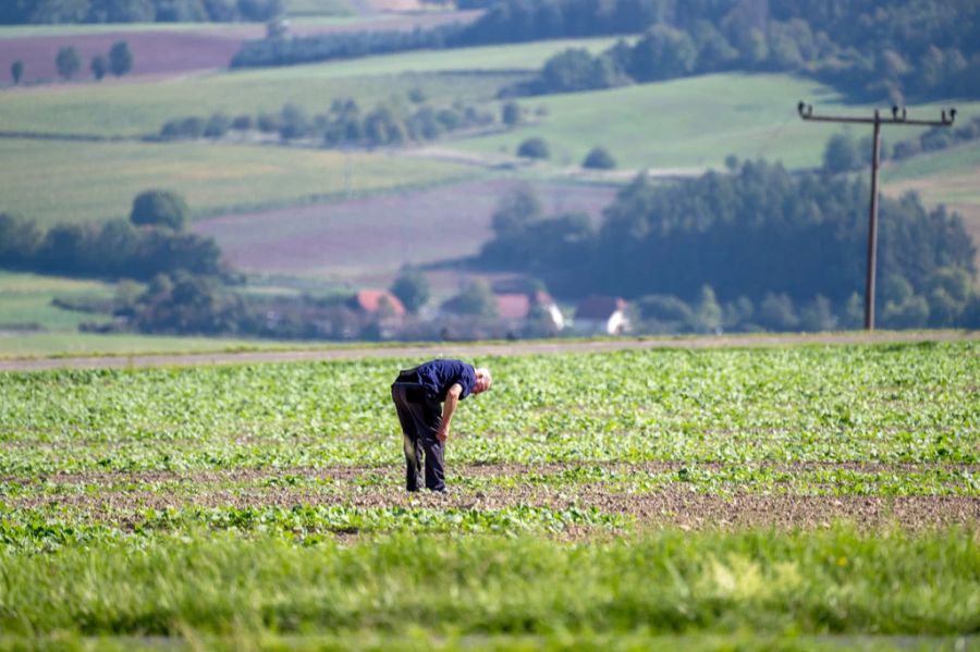 Ein Landwirt ist schlussendlich auf den verirrten Wanderer aufmerksam geworden. Er rief die Bergrettung an, woraufhin der Rentner lokalisiert werden konnte – er war unverletzt. (Symbolbild)