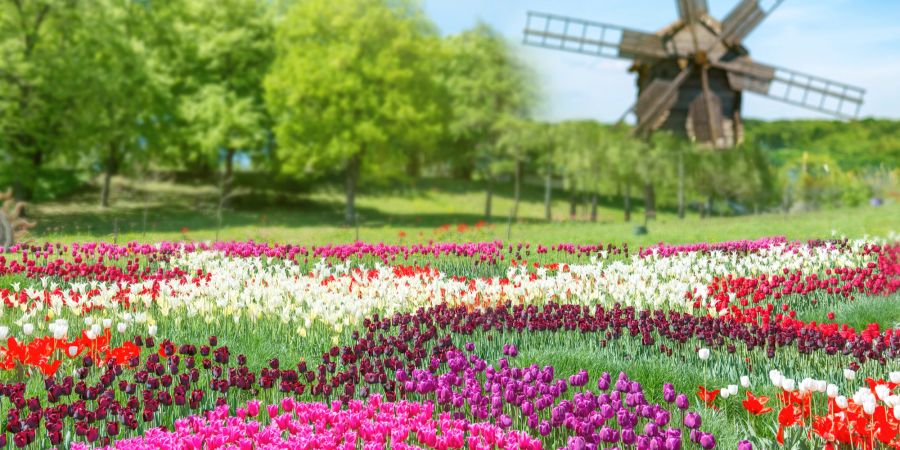 Buntes Tulpenfeld mit Windmühle im Hintergrund.