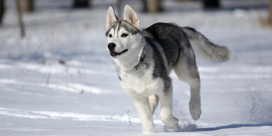 Siberian Huskys