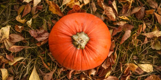Herbstzeit ist Kürbiszeit. Kürbis, Herbst